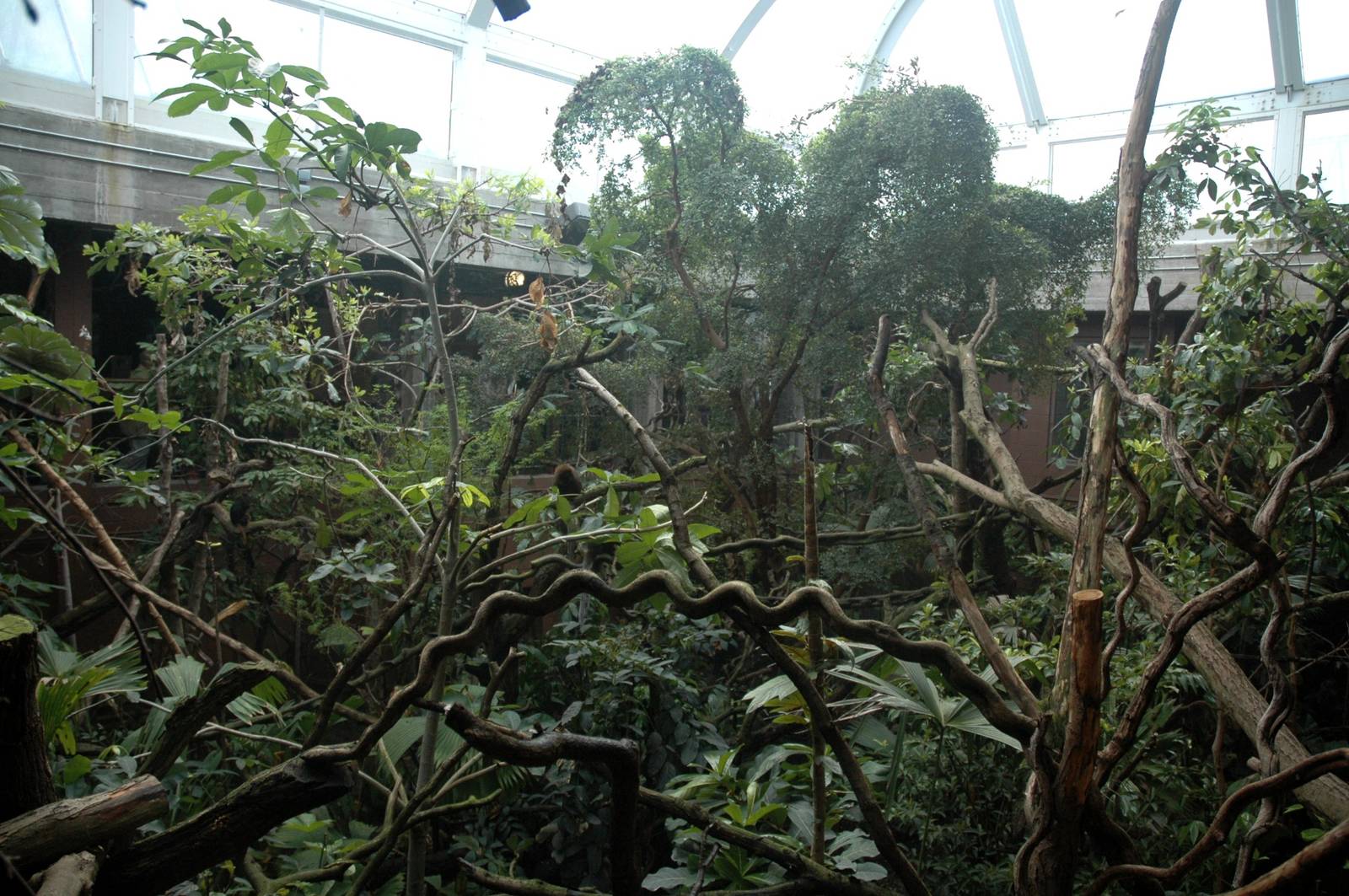 New Clore Rainforest, March 2010