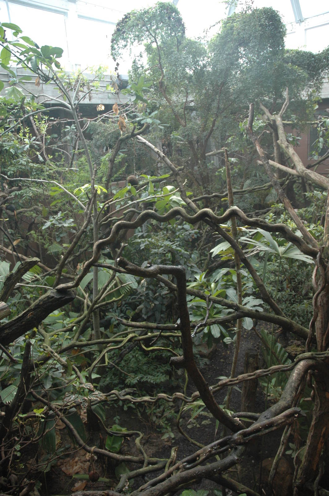 New Clore Rainforest, March 2010