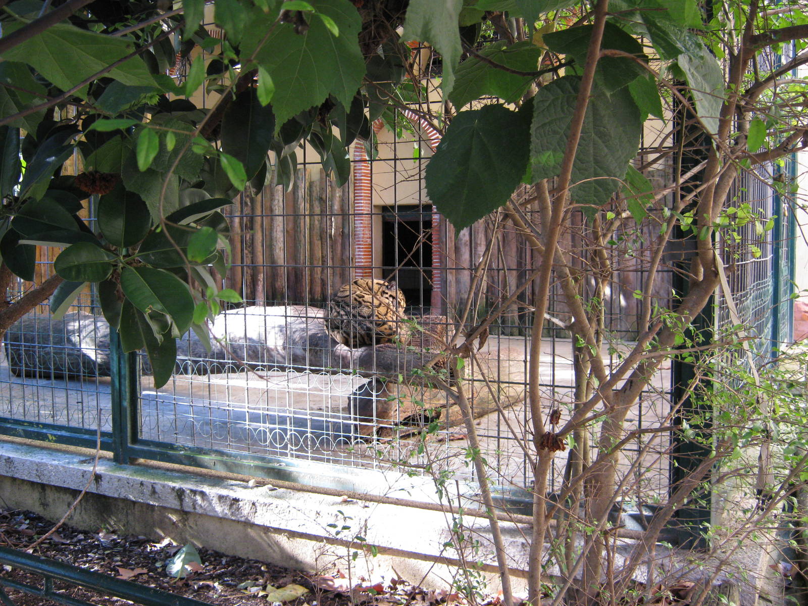"New" clouded leopard cage ...