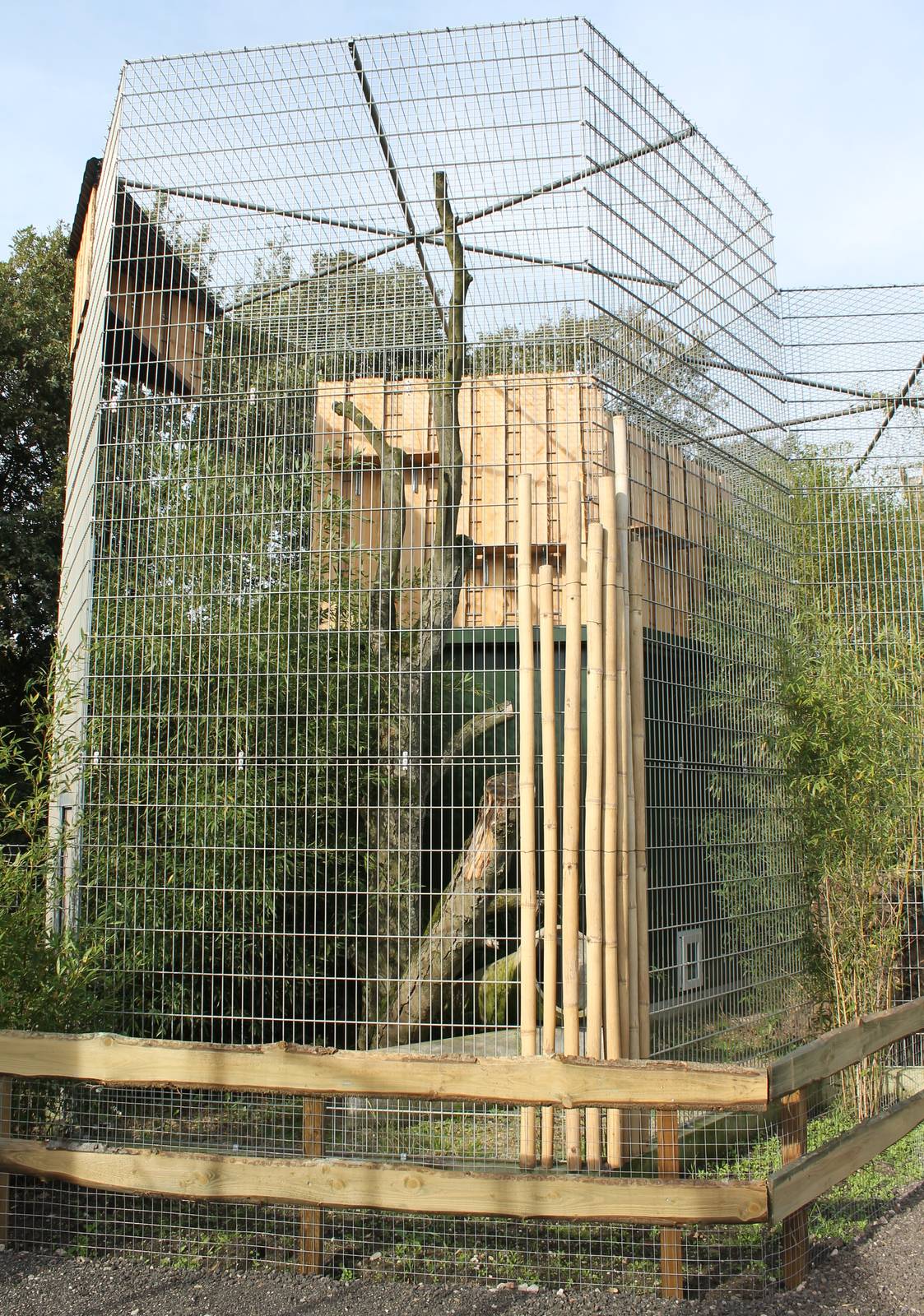 New Clouded leopard enclosure