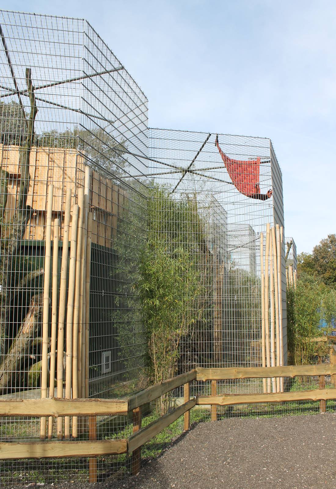 New Clouded leopard enclosure