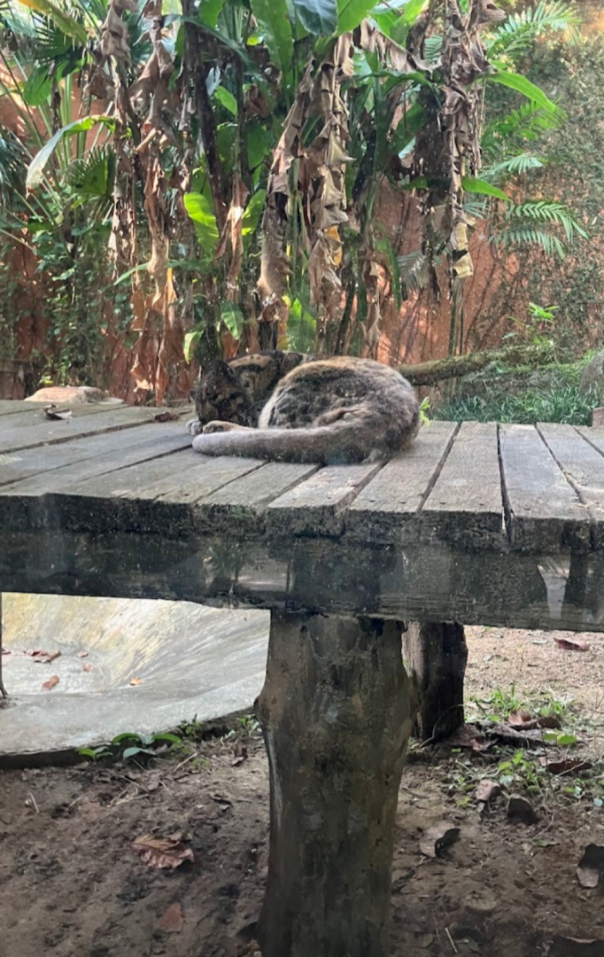 New clouded leopard exhibit.