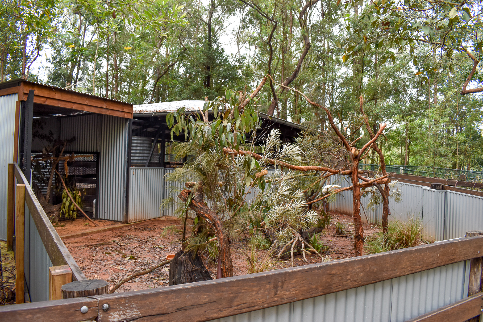 New Cockatoo Enclosure