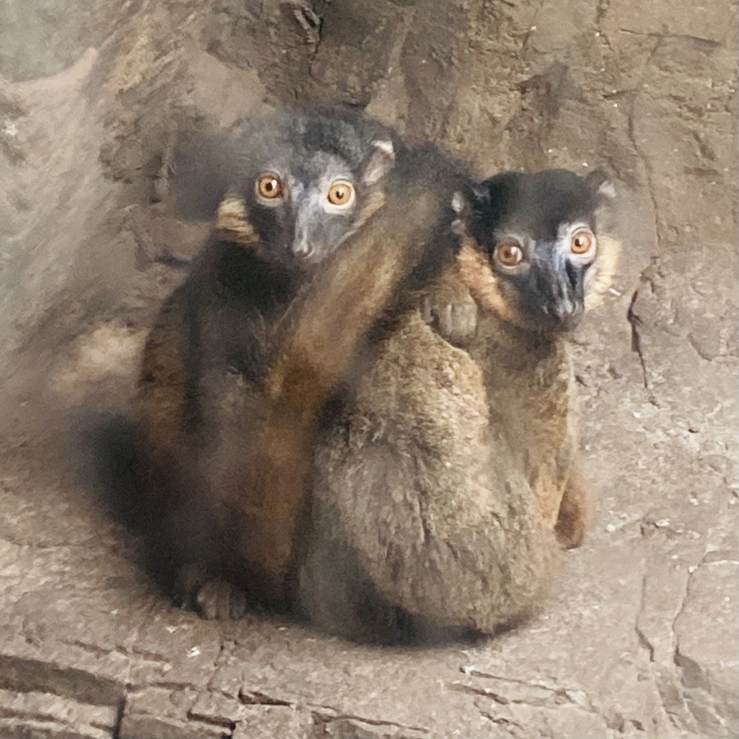 New- Collared Lemurs