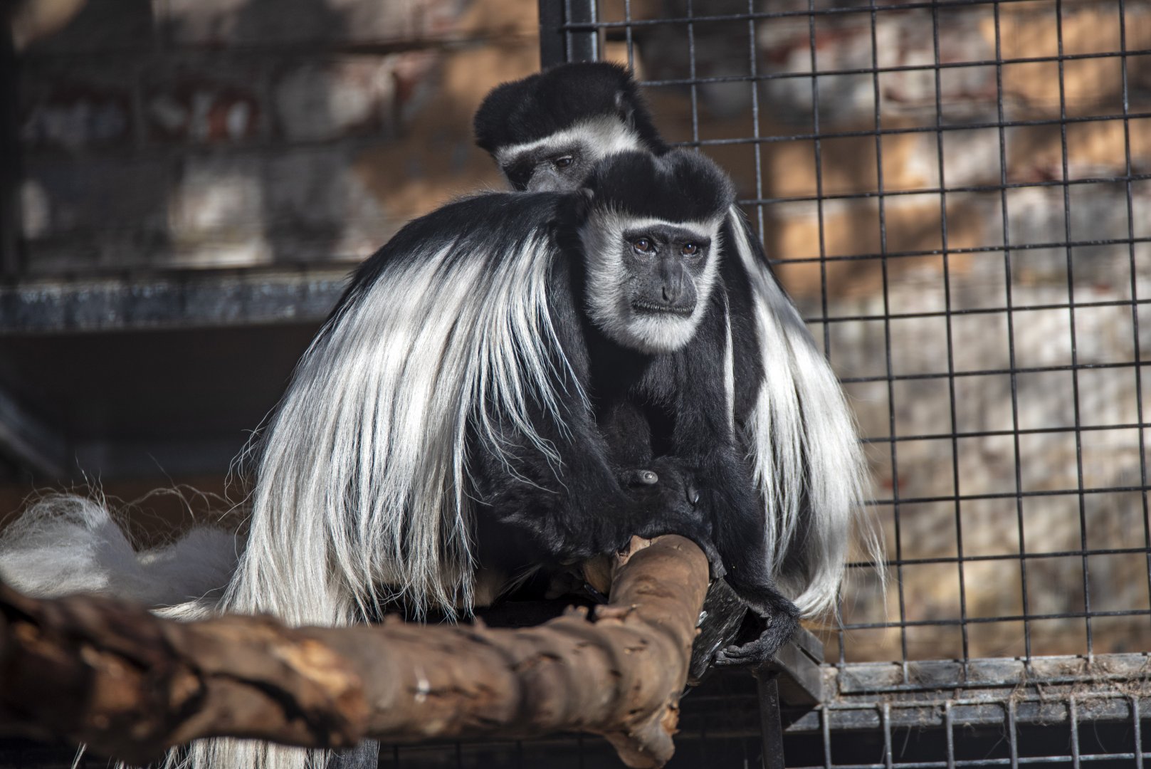 New Colobus females