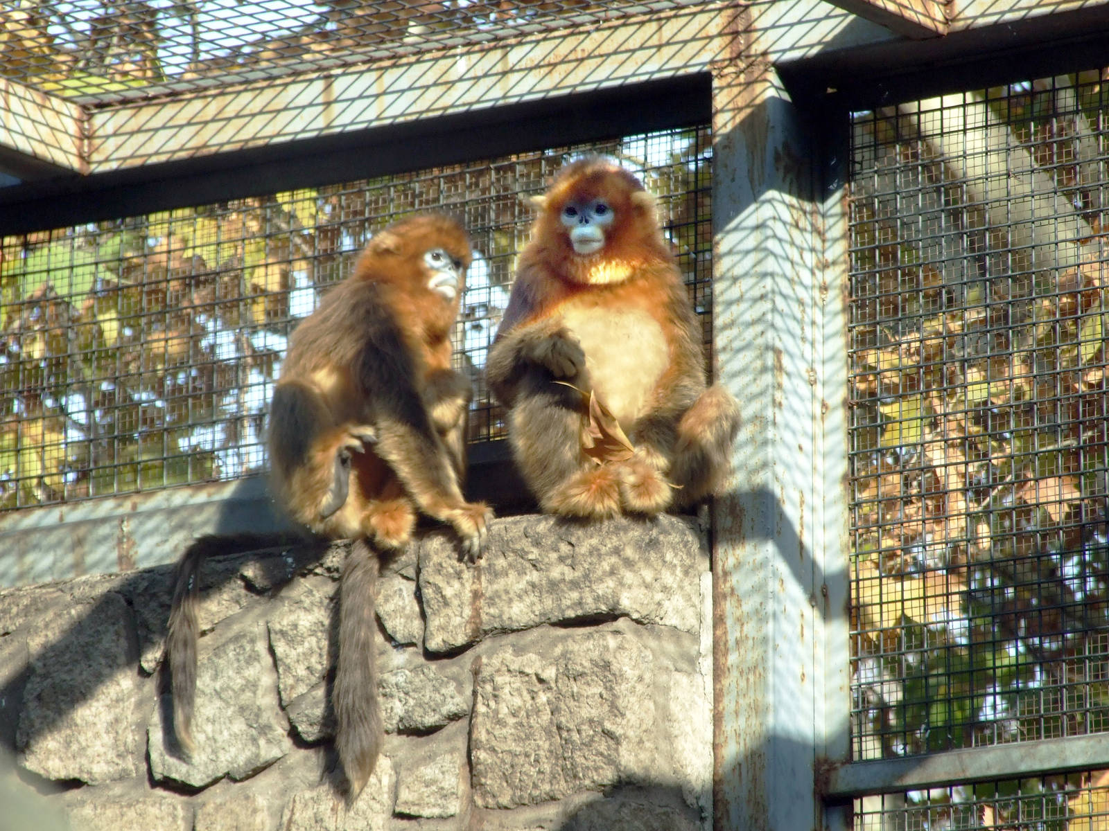 New comer golden monkeys