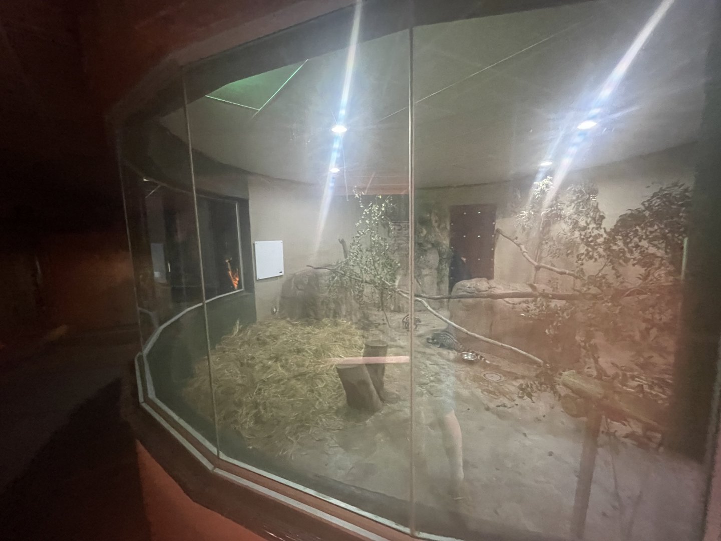 {New} Common Genet Enclosure (Genetta genetta)