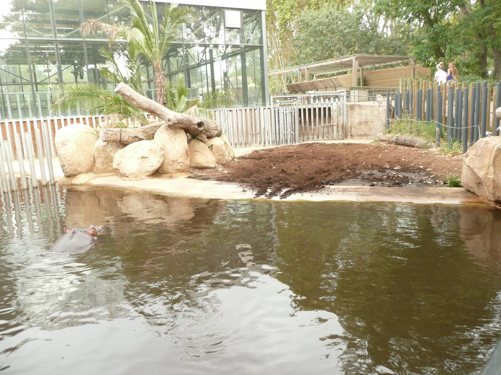 New Common Hippo exhibit