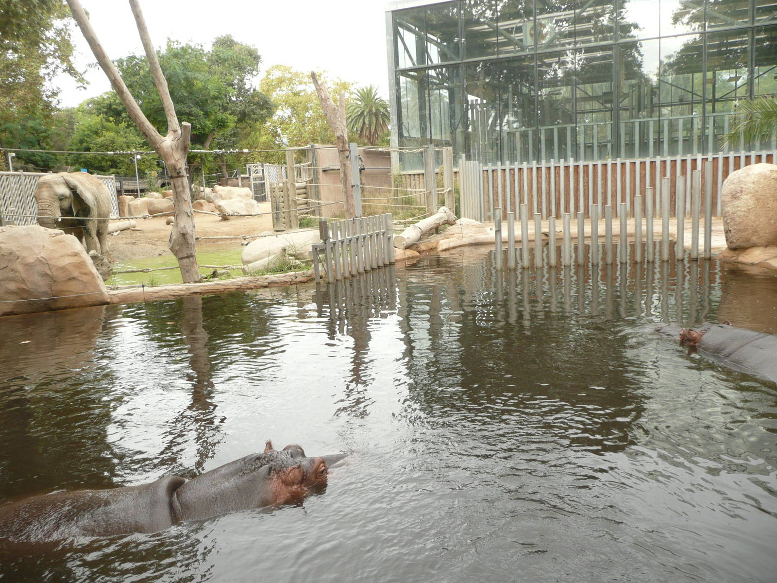 New Common Hippo exhibit