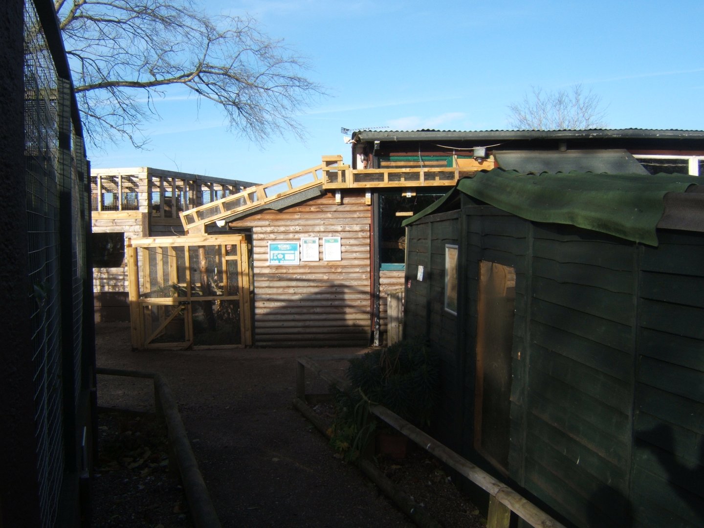 New Common Marmoset outdoor enclosure