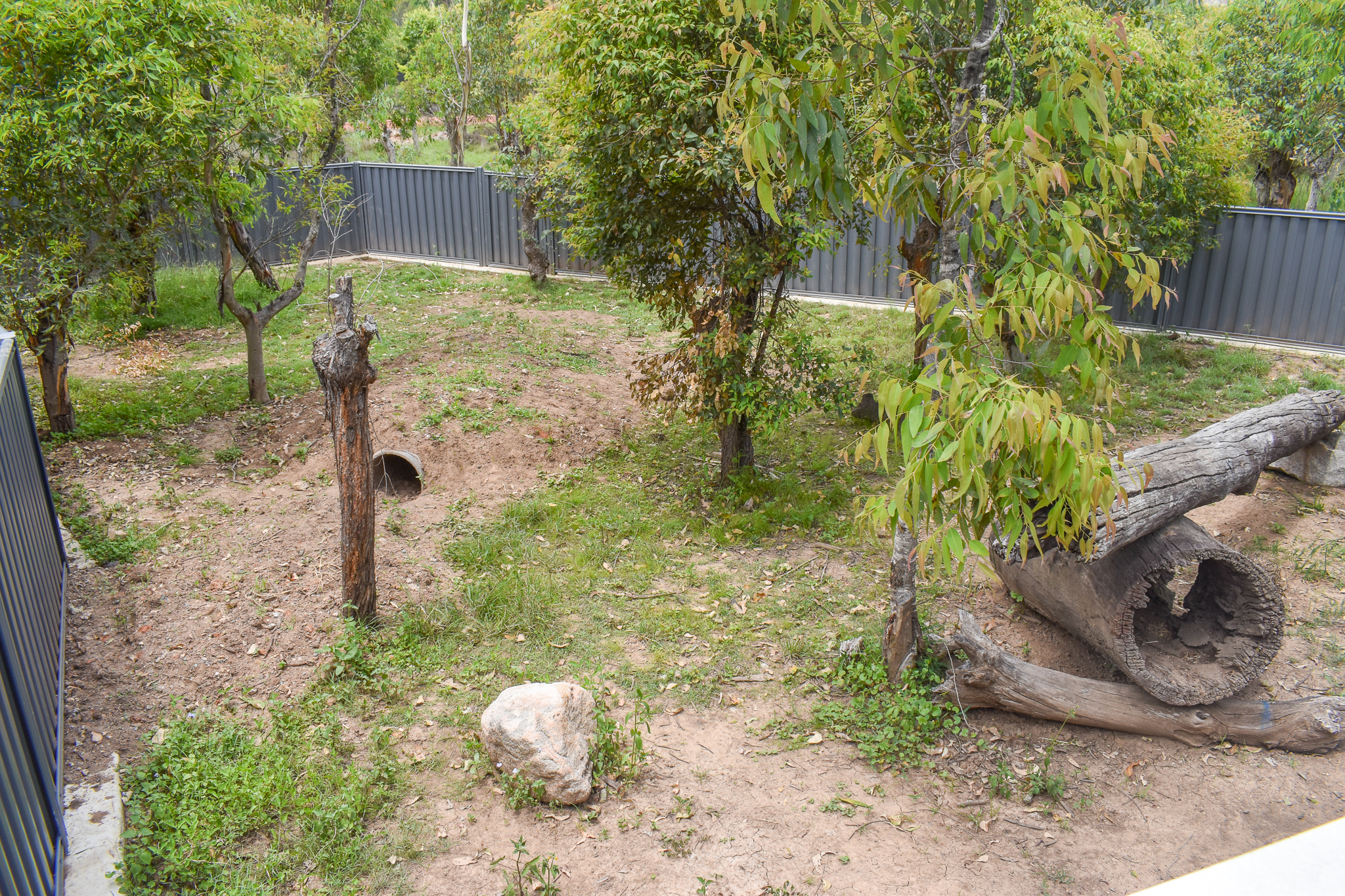 New Common Wombat Enclosure