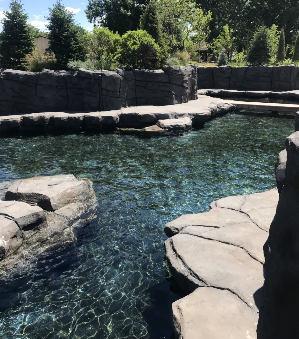 New Como Harbor- California sea lion/Harbor seal exhibit #1