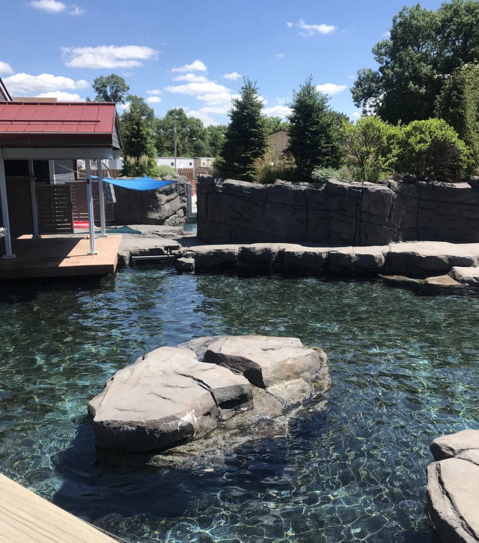 New Como Harbor- California sea lion/ Harbor seal exhibit #1