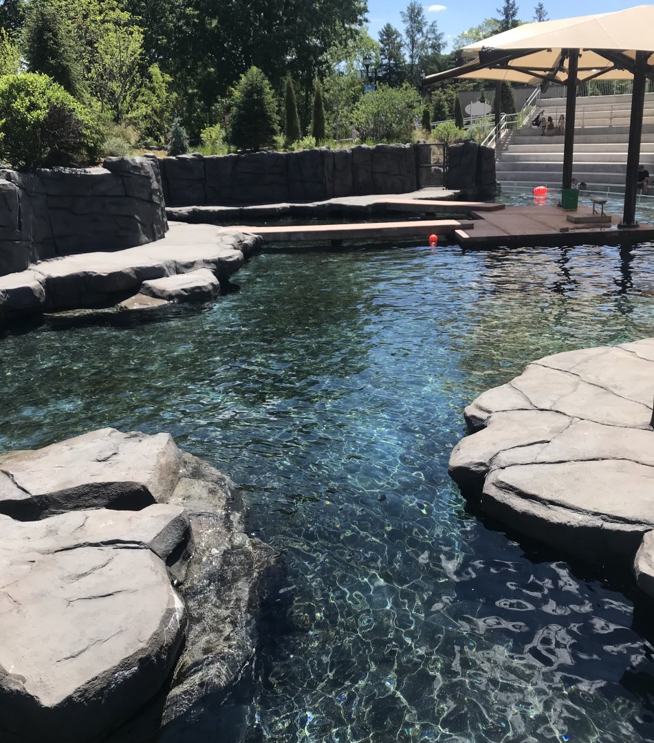 New Como Harbor- California sea lion/ Harbor seal exhibit #1