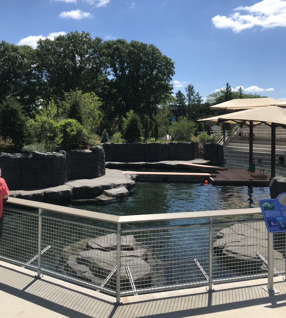 New Como Harbor- California sea lion/Harbor seal exhibit #1