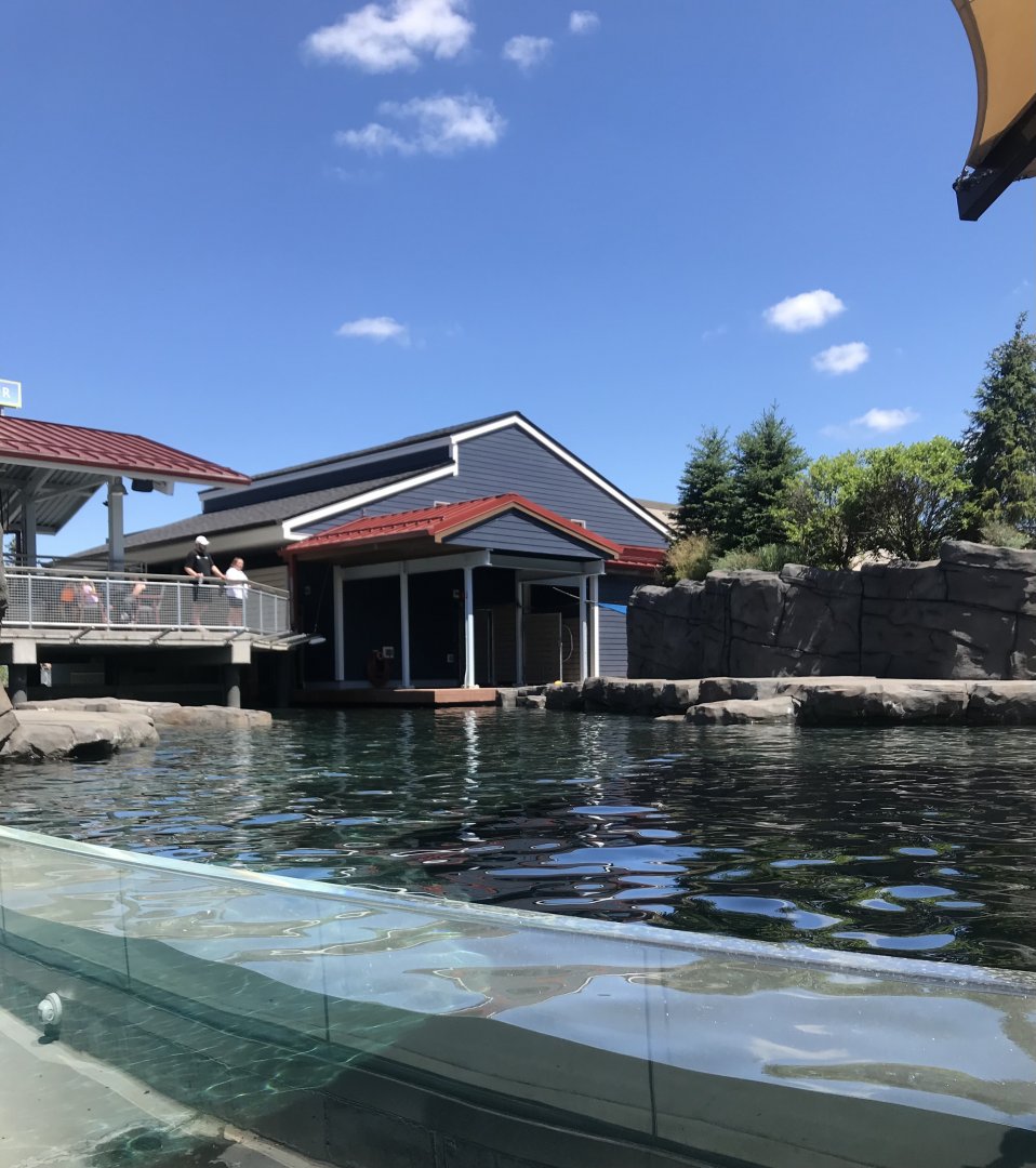 New Como Harbor- California sea lion/ Harbor seal exhibit #1