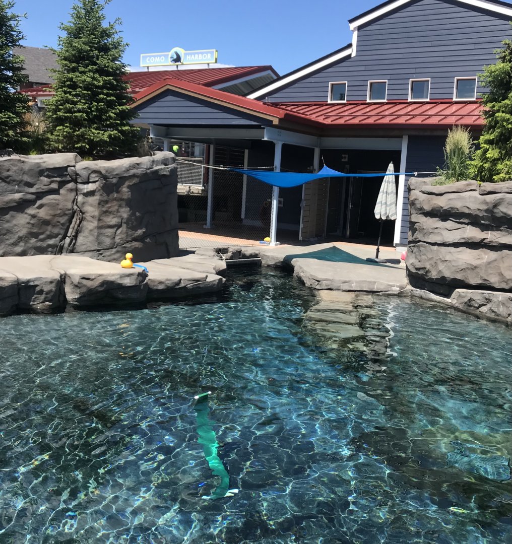New Como Harbor- California sea lion/Harbor seal exhibit #2