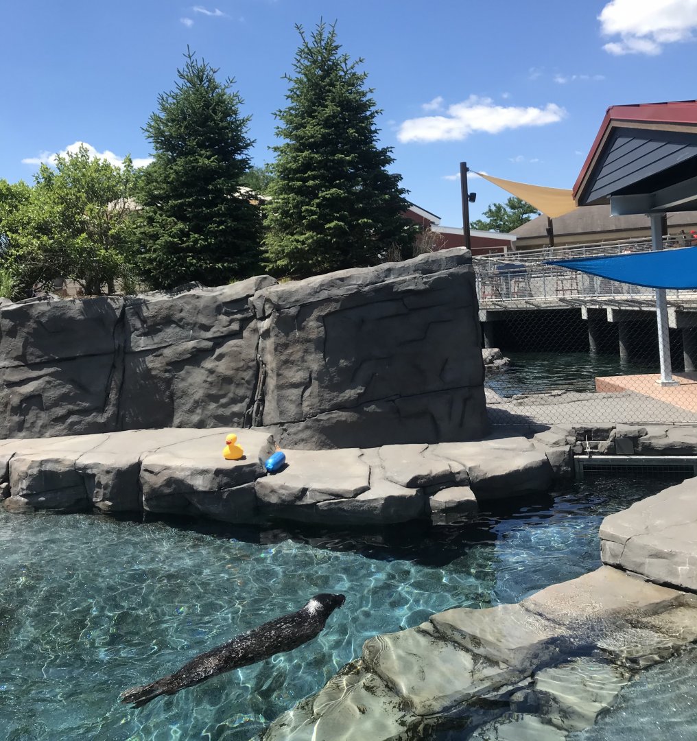 New Como Harbor- California sea lion/Harbor seal exhibit #2