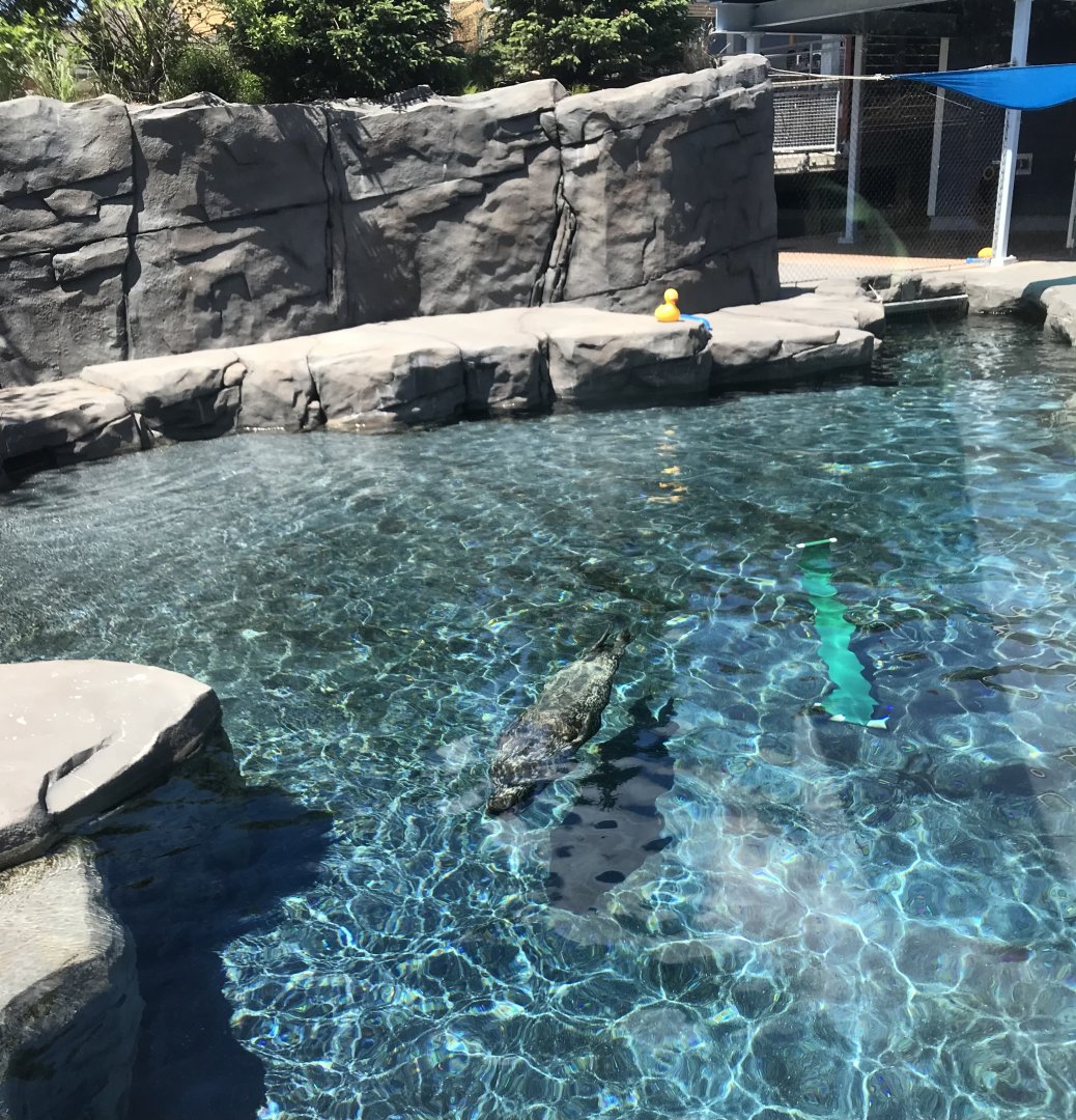 New Como Harbor- California sea lion/ Harbor seal exhibit #2