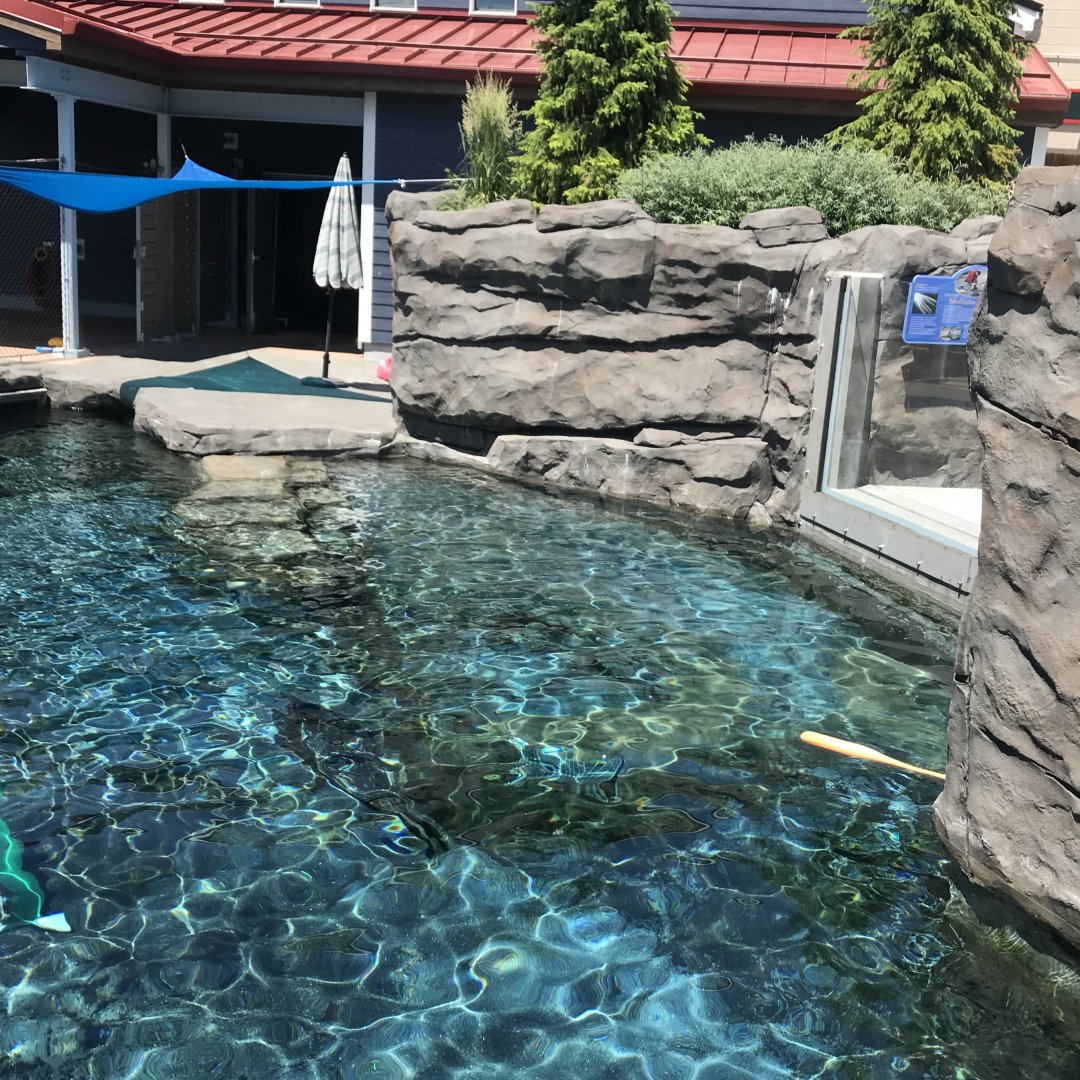 New Como Harbor- California sea lion/ Harbor seal exhibit #2