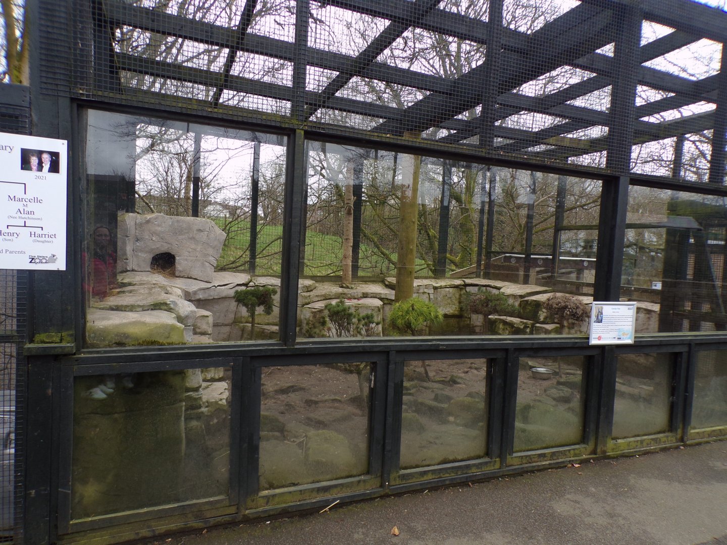 New corsac fox enclosure 12.4.24