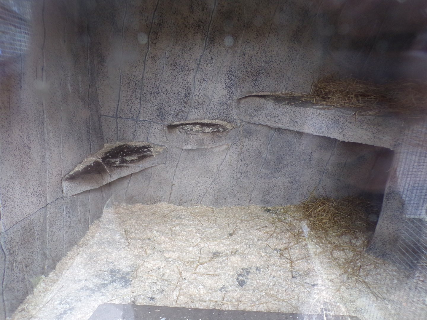 New corsac fox indoors 12.4.24