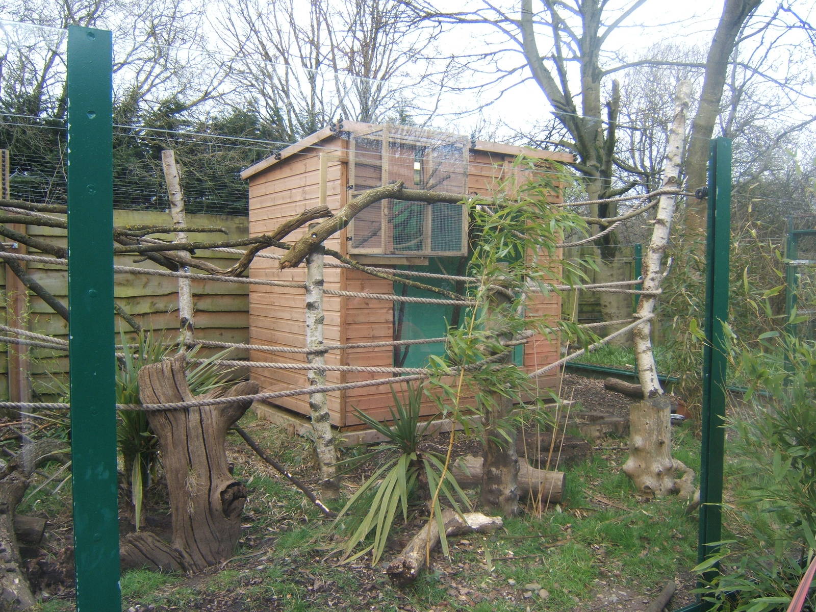 New Cotton-top Tamarin Housing in the Agouti enclosure