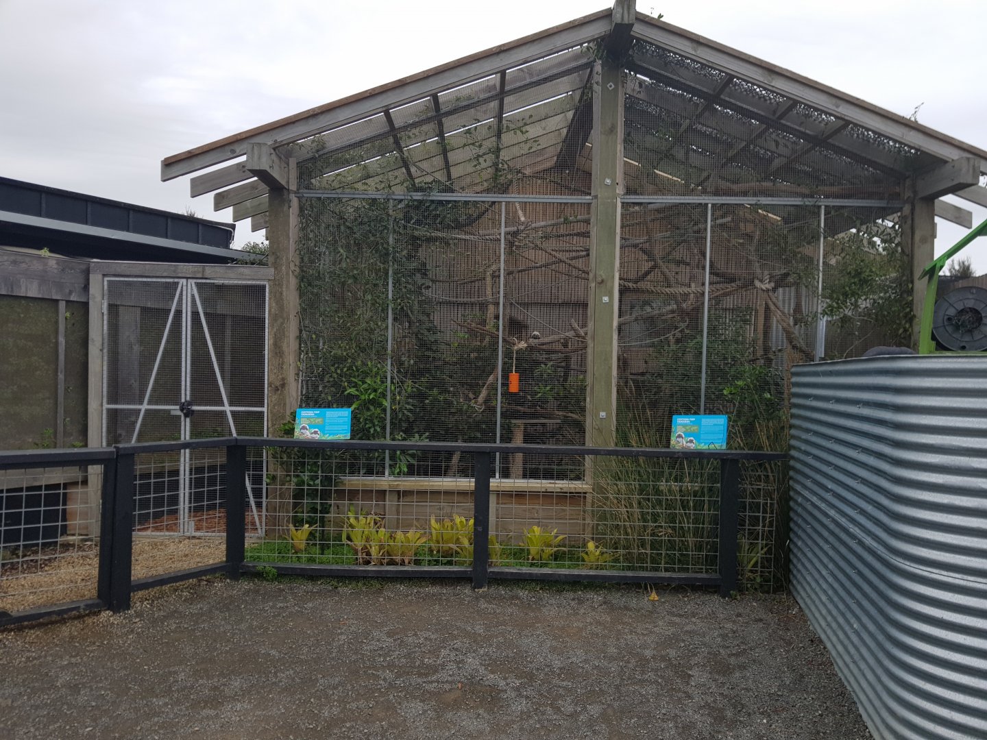 New Cotton-Top Tamarin (Saguinus oedipus) Enclosure