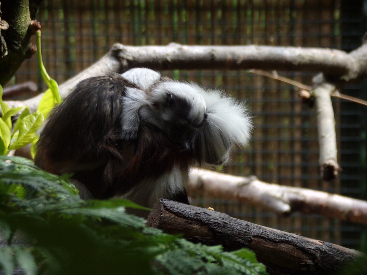 New Cotton-topped tamarin young 18.7.25