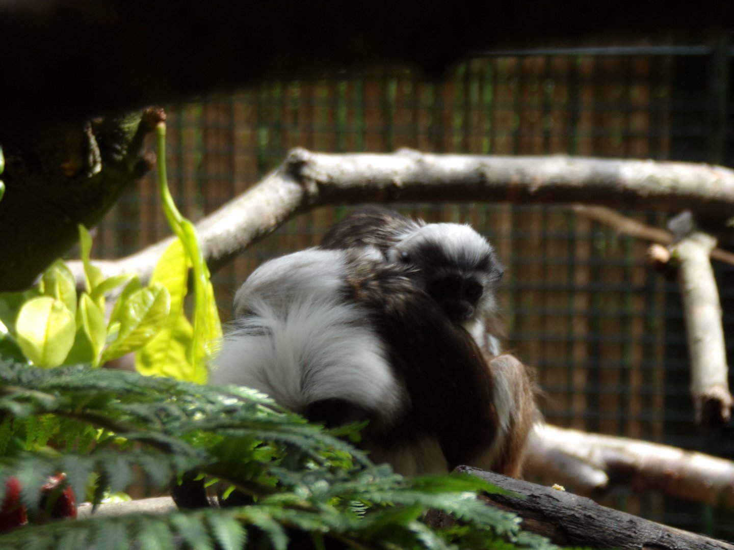New cottontop tamarin young 18.7.25
