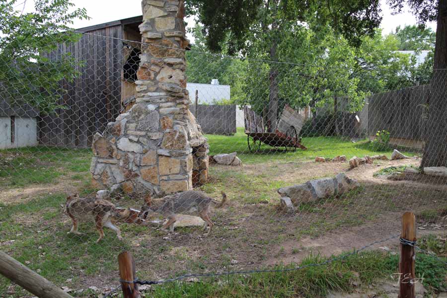 new coyote exhibit