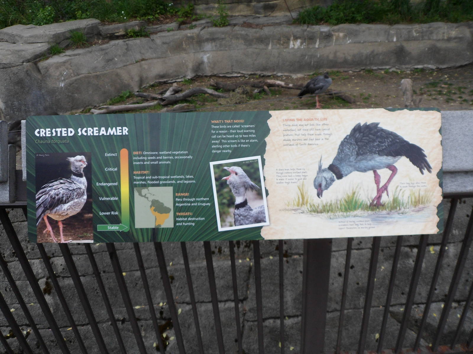 New Creasted Screamer Sign