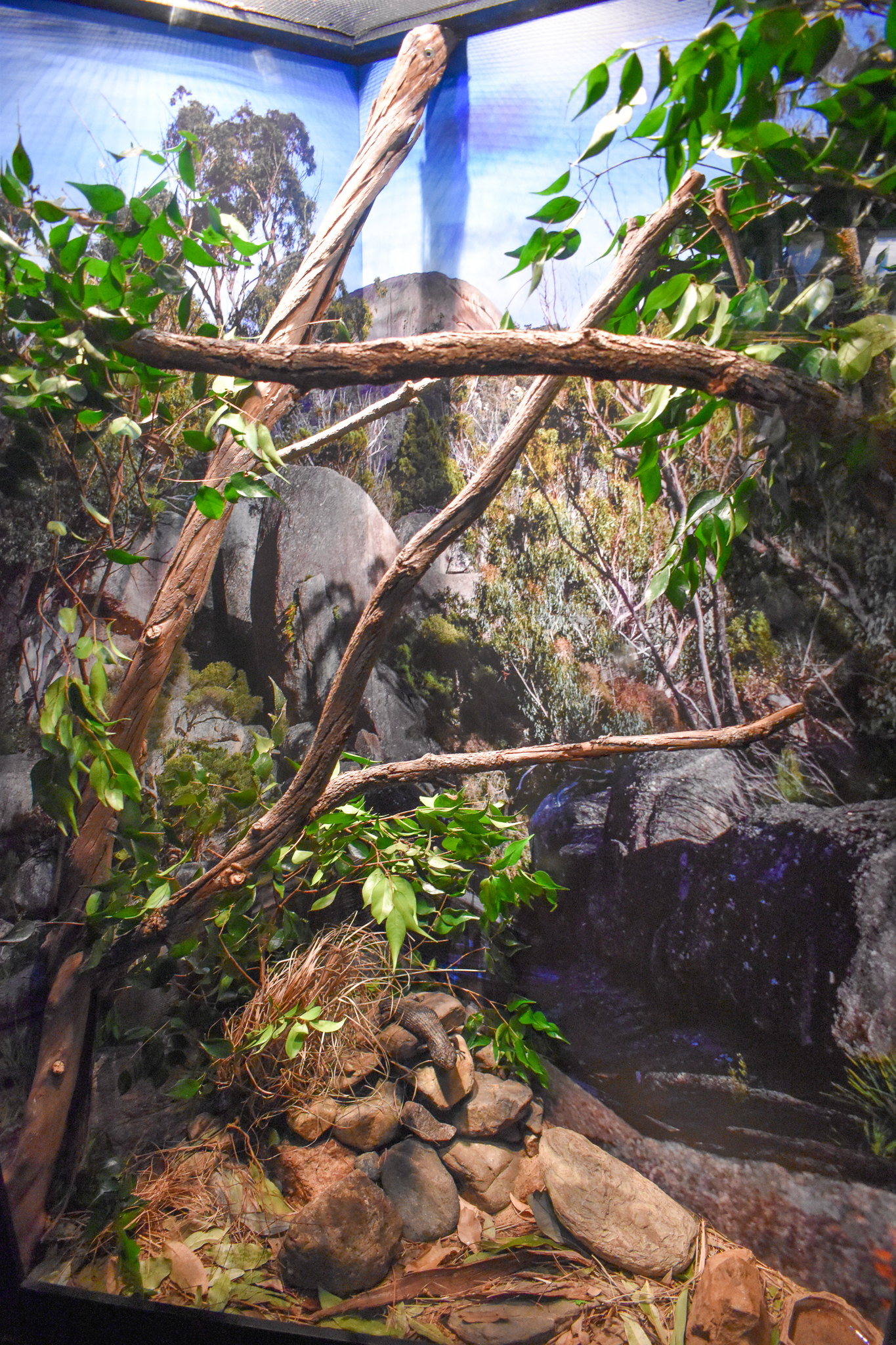 New Cunningham's Skink Enclosure