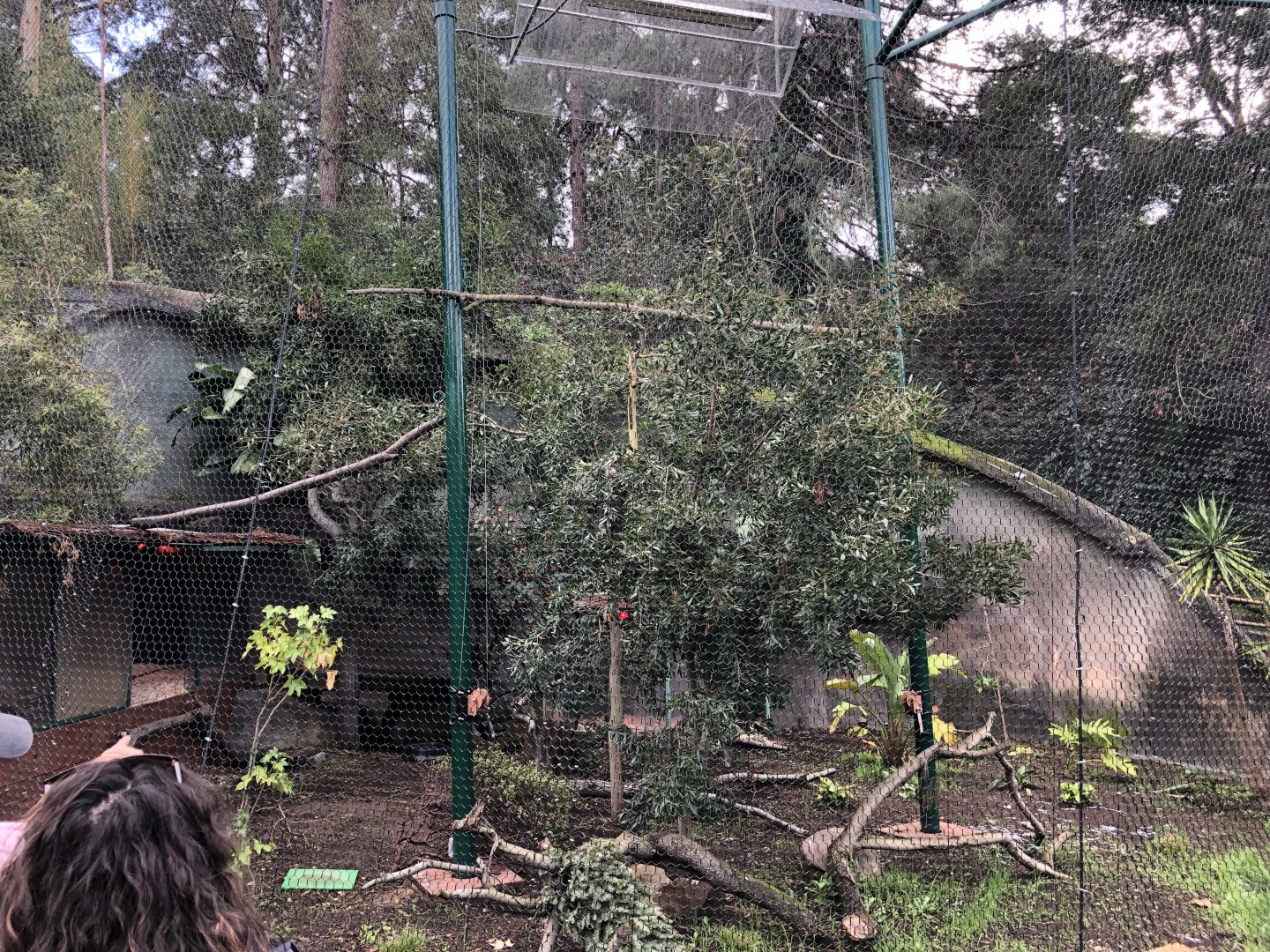 New curassow exhibit