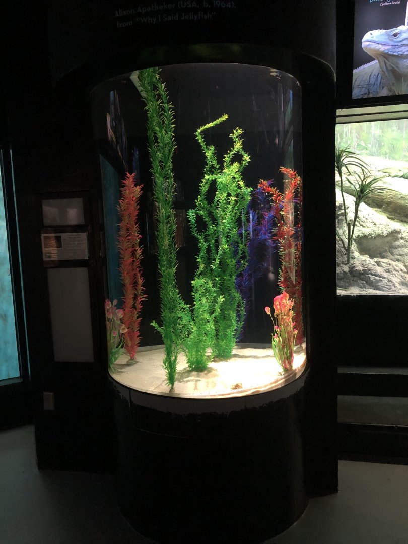 NEW Cuttlefish Exhibit