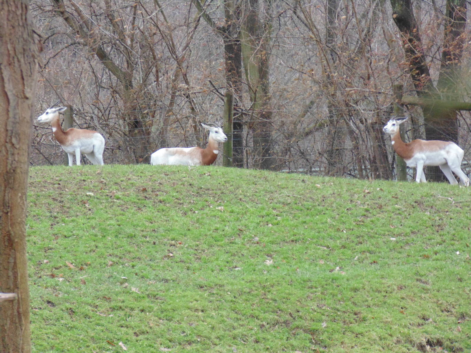 New Dama Gazelle females with the zoos lone male