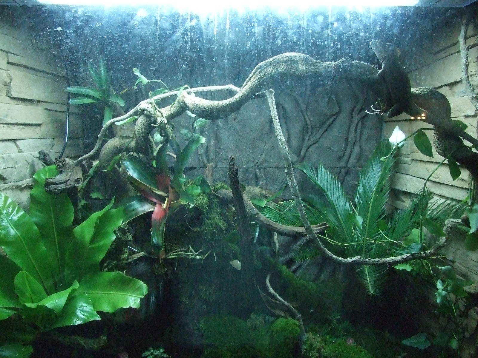 New decorated reptile case