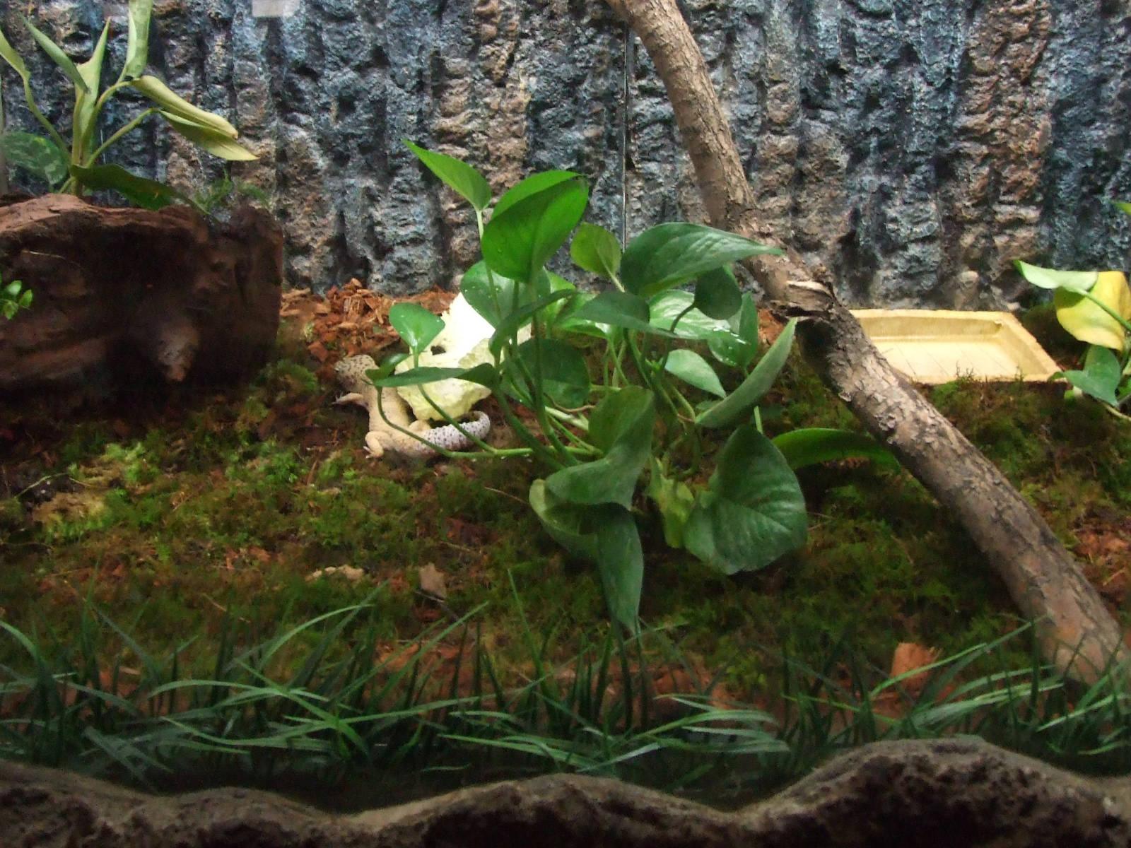 New decorated reptile case