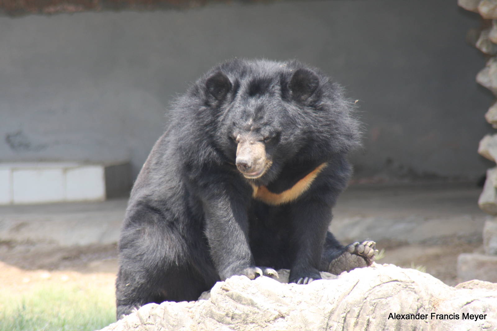 New Delhi Zoo '08- Asian black bear (Ursus thibetanus)