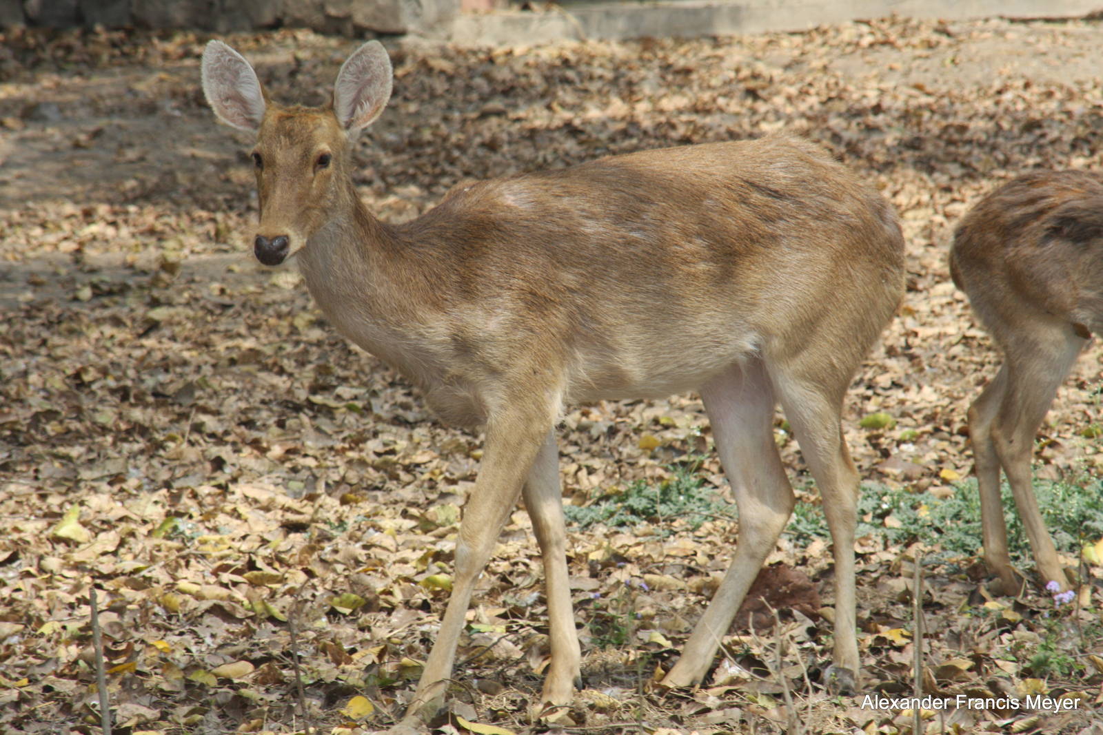 New Delhi Zoo '08- Barasingha or swamp deer (Rucervus duvaucelii)