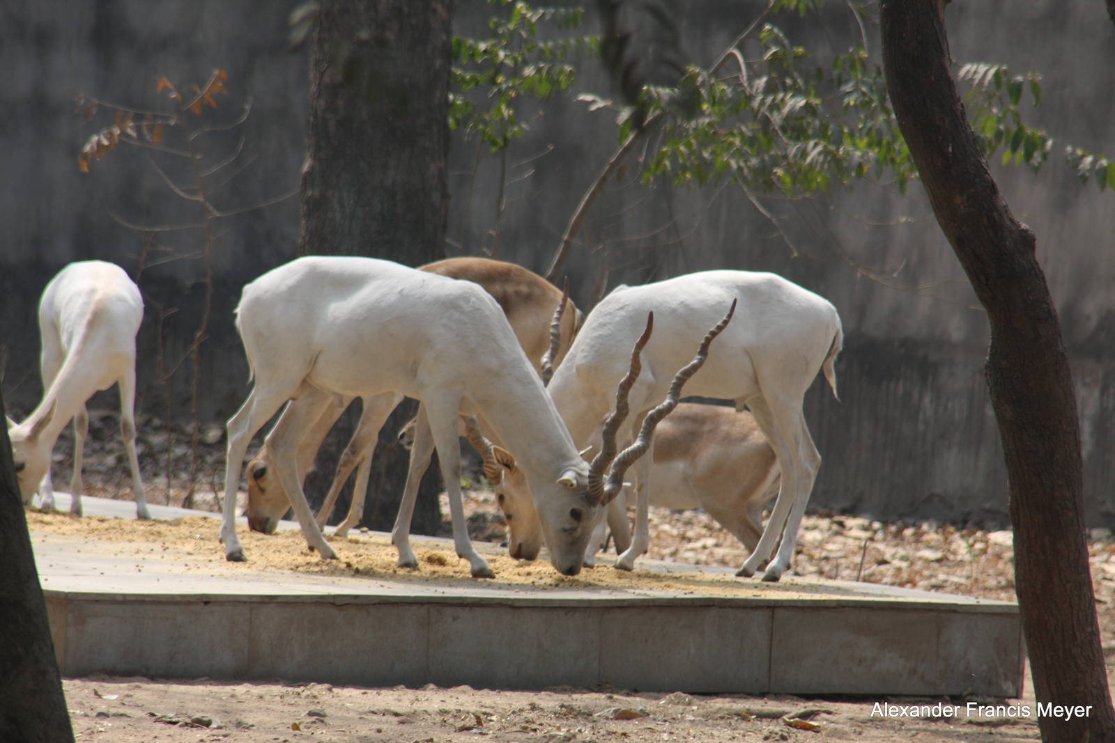 New Delhi Zoo '08- Blackbuck (Antilope cervicapra)