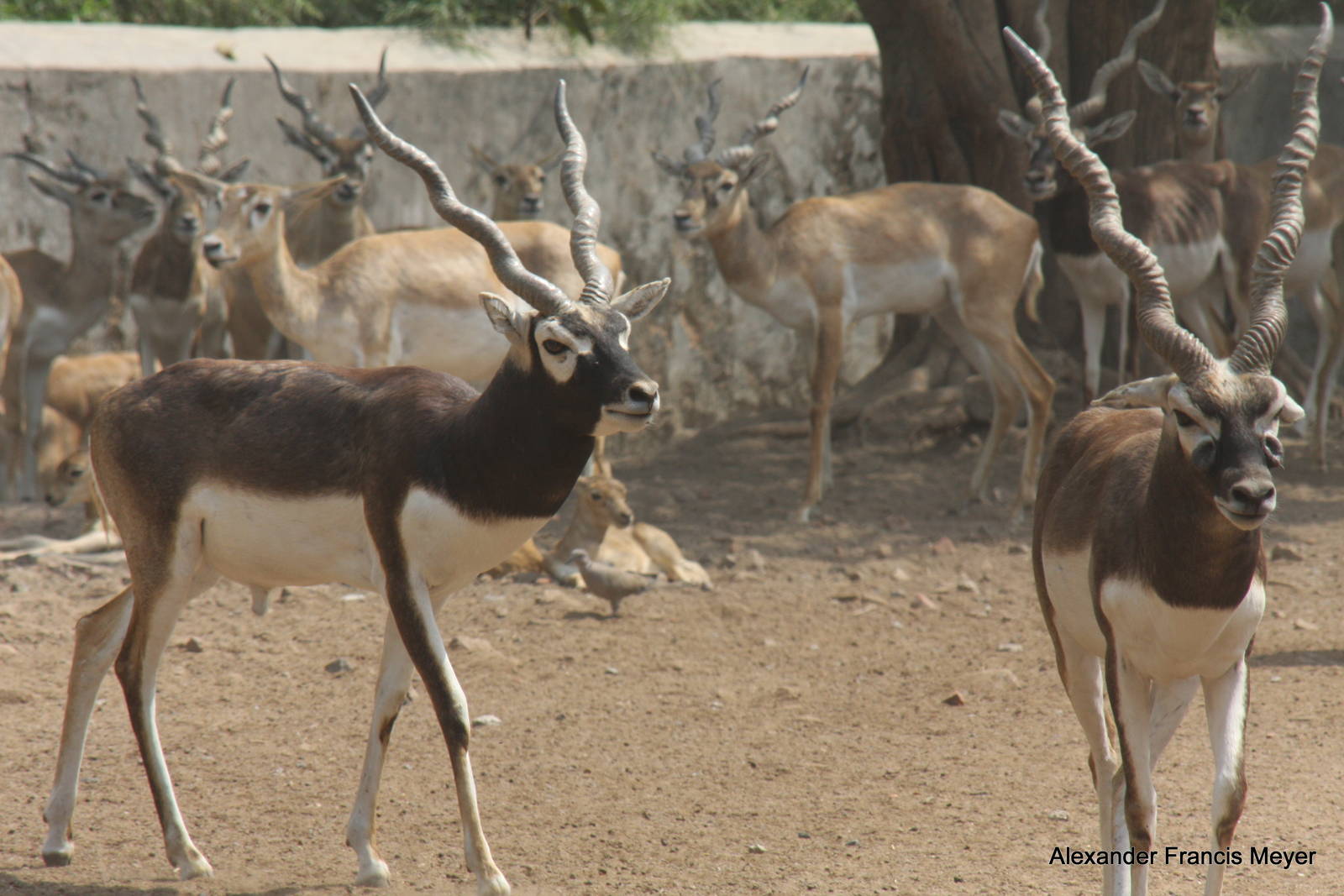 New Delhi Zoo '08- Blackbuck (Antilope cervicapra)