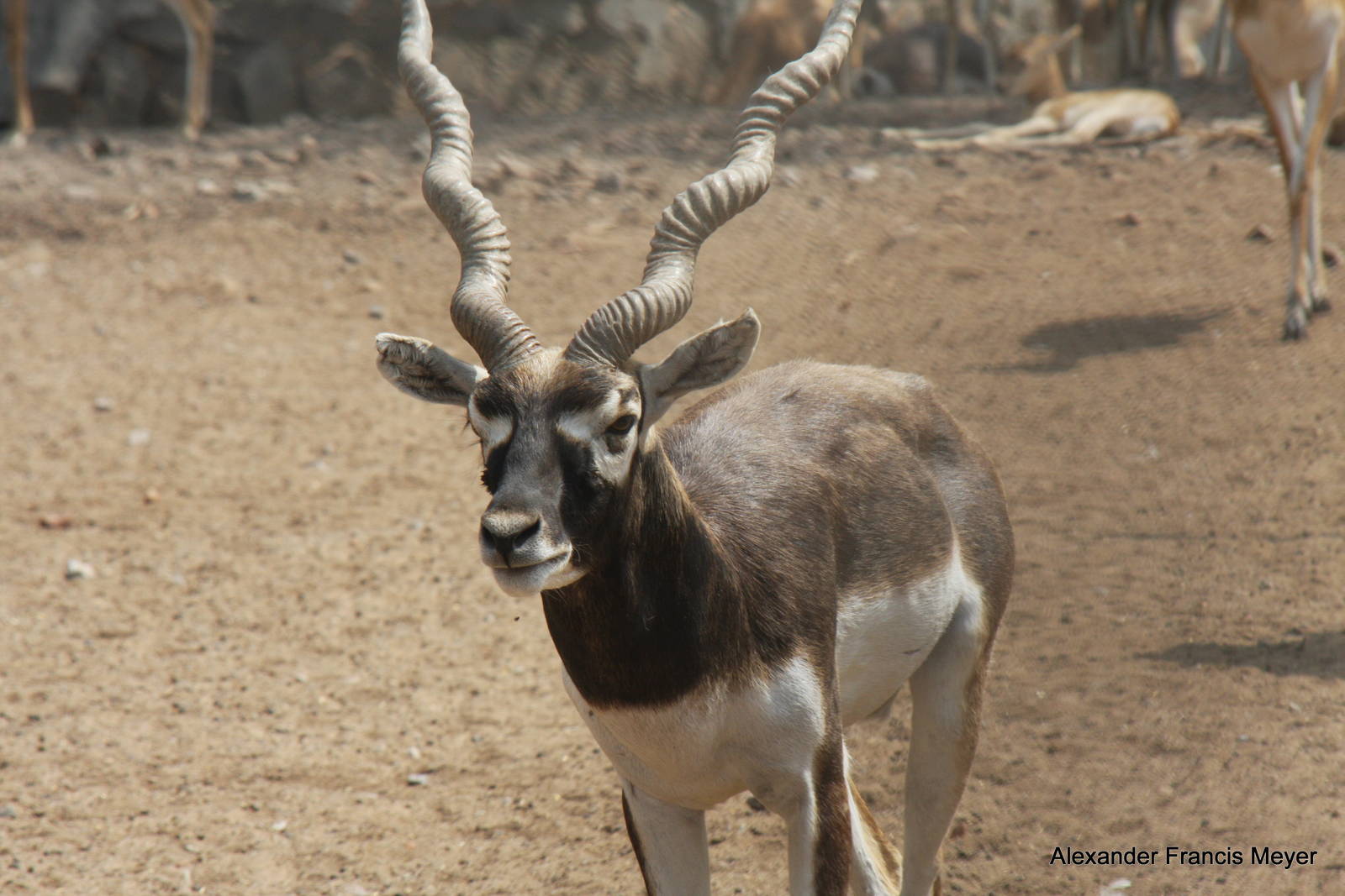 New Delhi Zoo '08- Blackbuck (Antilope cervicapra)