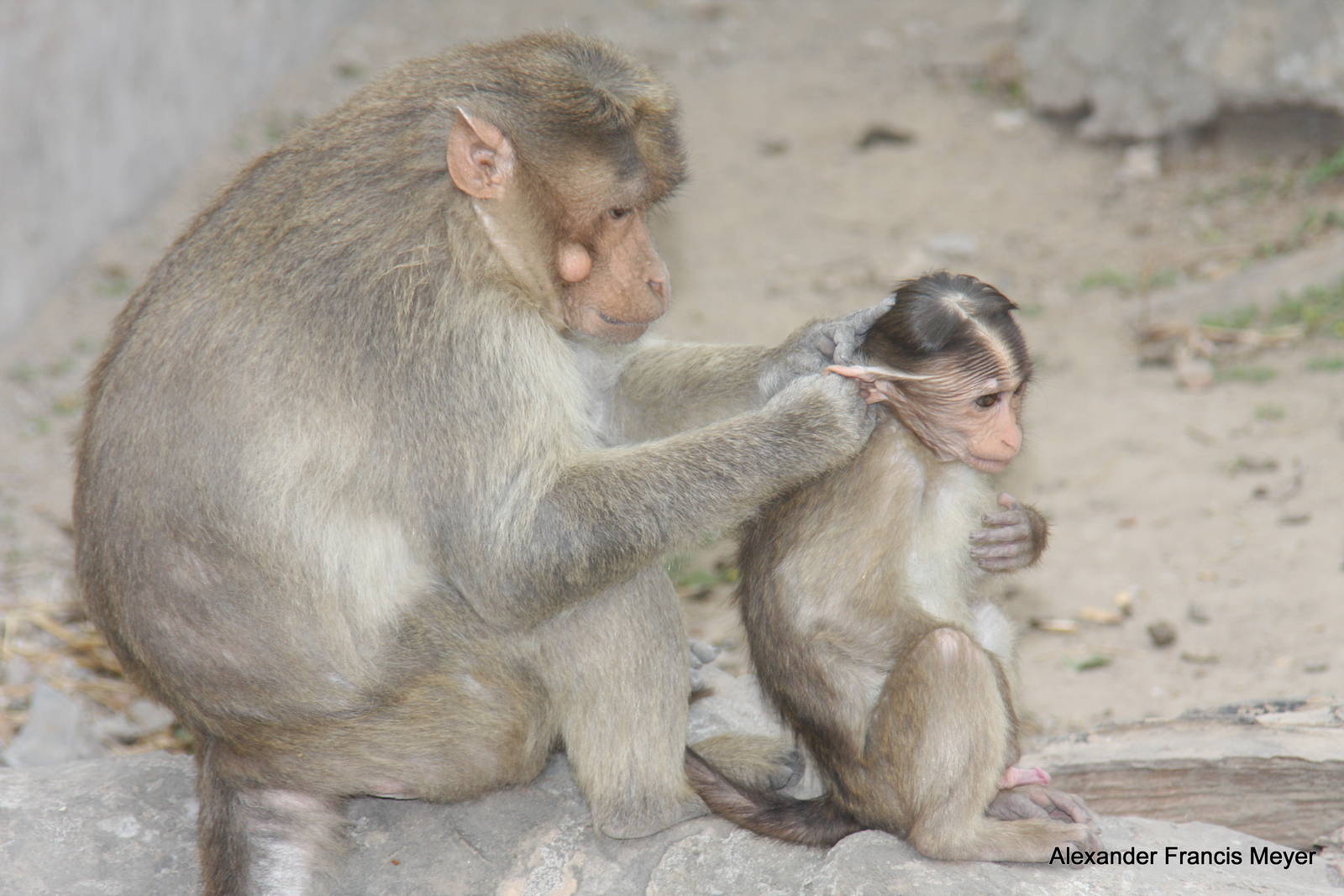 New Delhi Zoo '08- Bonnet Macaque (Macaca radiata)