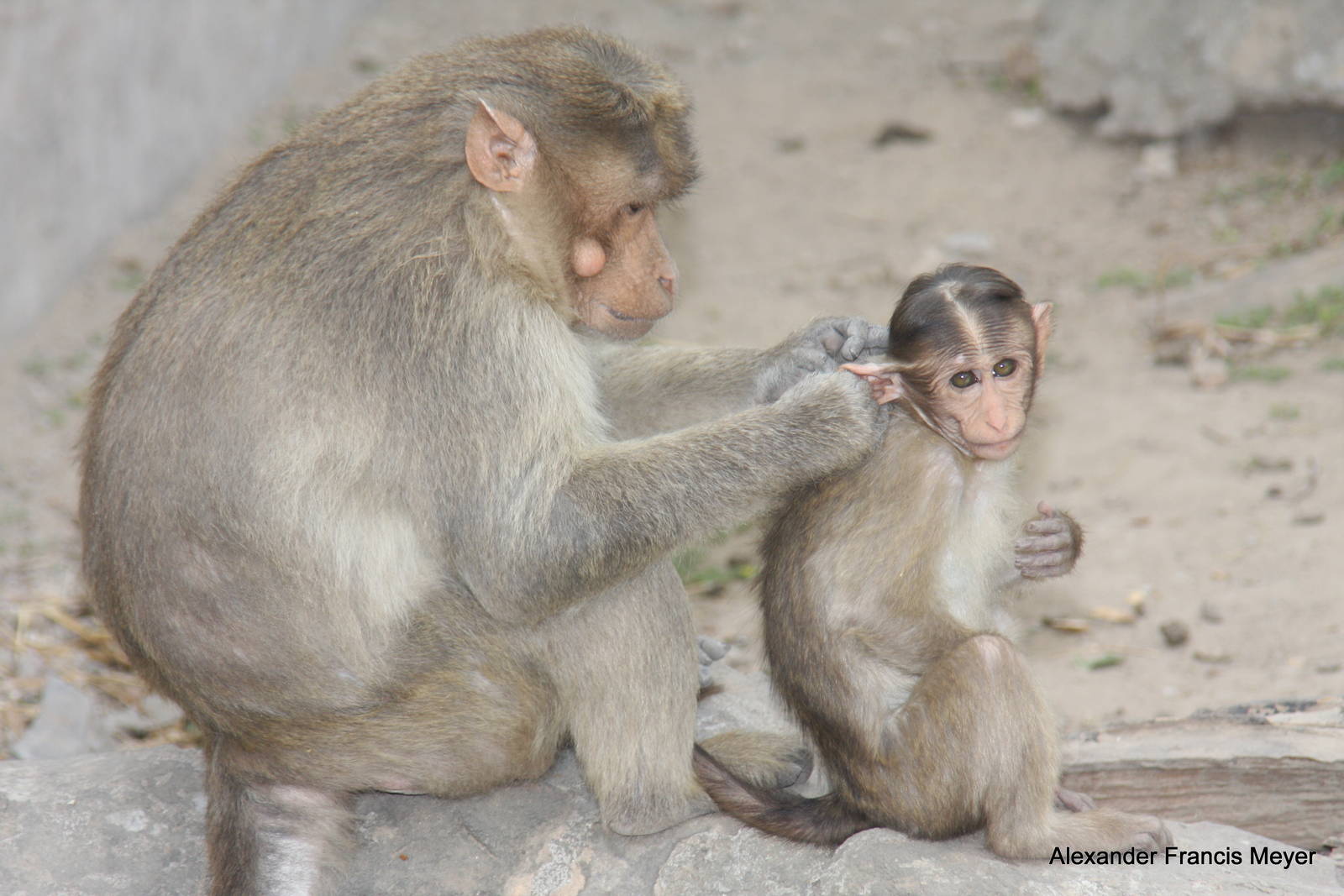 New Delhi Zoo '08- Bonnet Macaque (Macaca radiata)