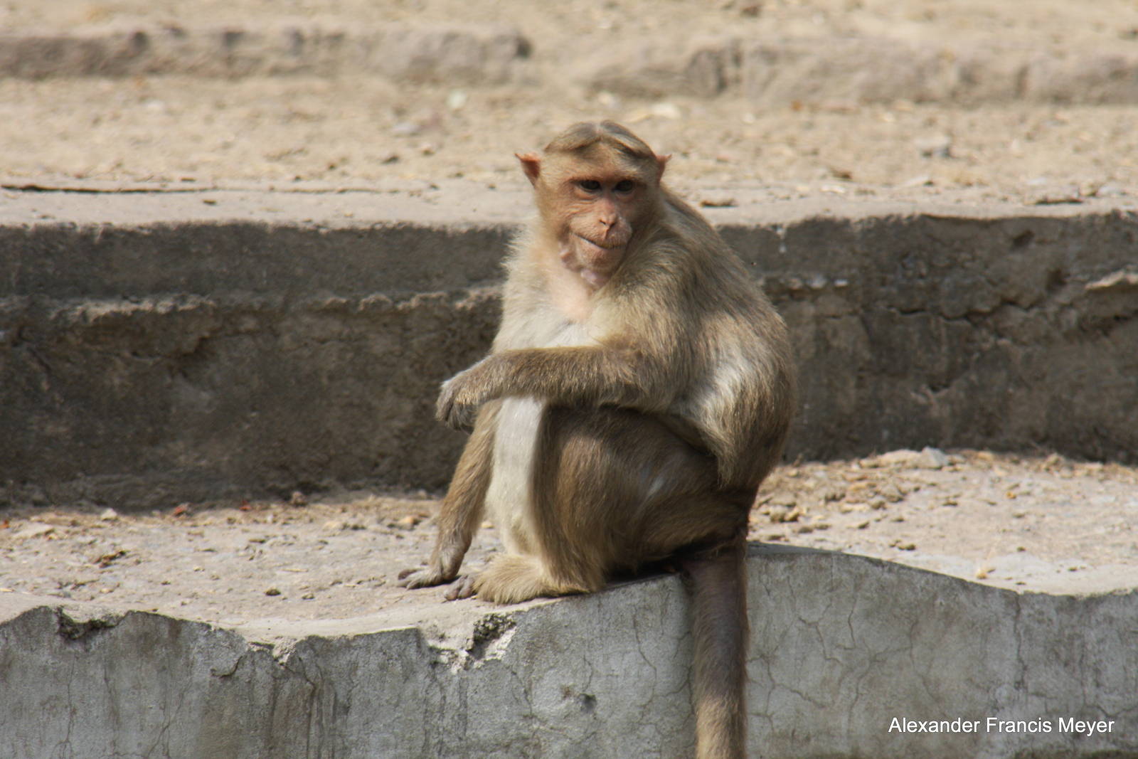New Delhi Zoo '08- Bonnet Macaque (Macaca radiata)