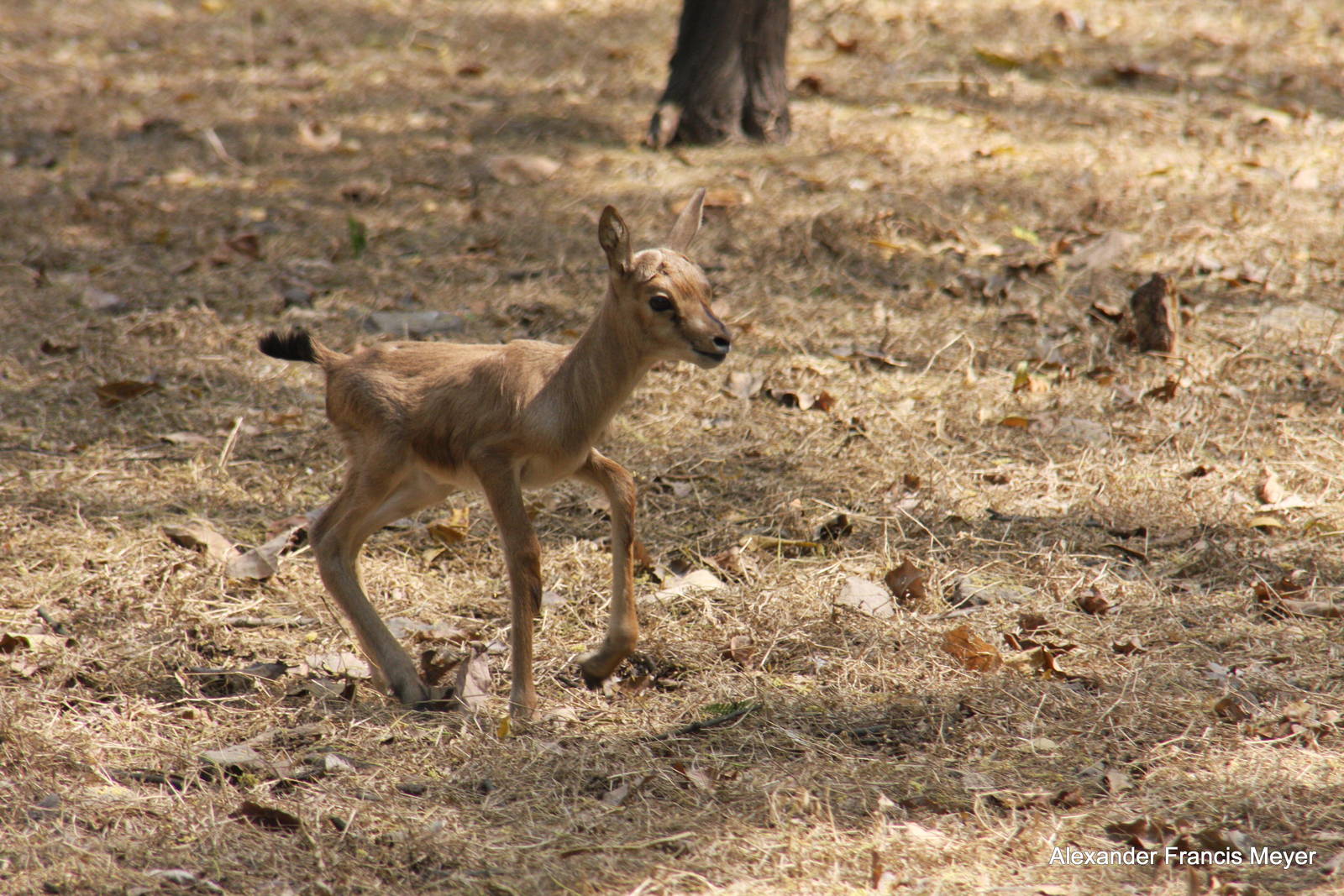 New Delhi Zoo '08- Chinkara (Gazella bennettii)