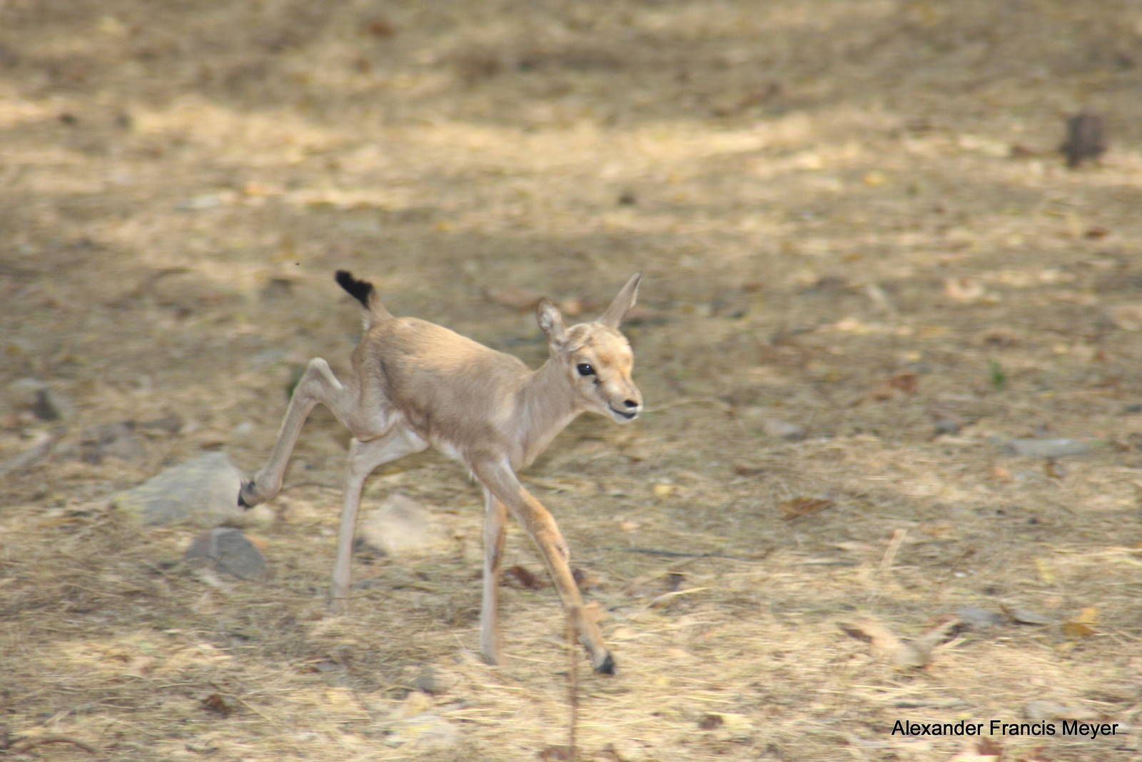 New Delhi Zoo '08- Chinkara or (Gazella bennettii)