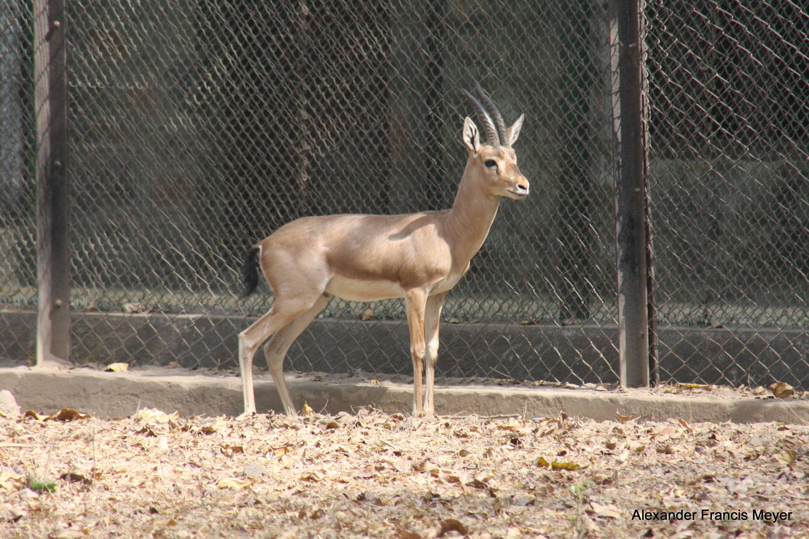 New Delhi Zoo '08- Chinkara or Indian Gazelle (Gazella bennettii)