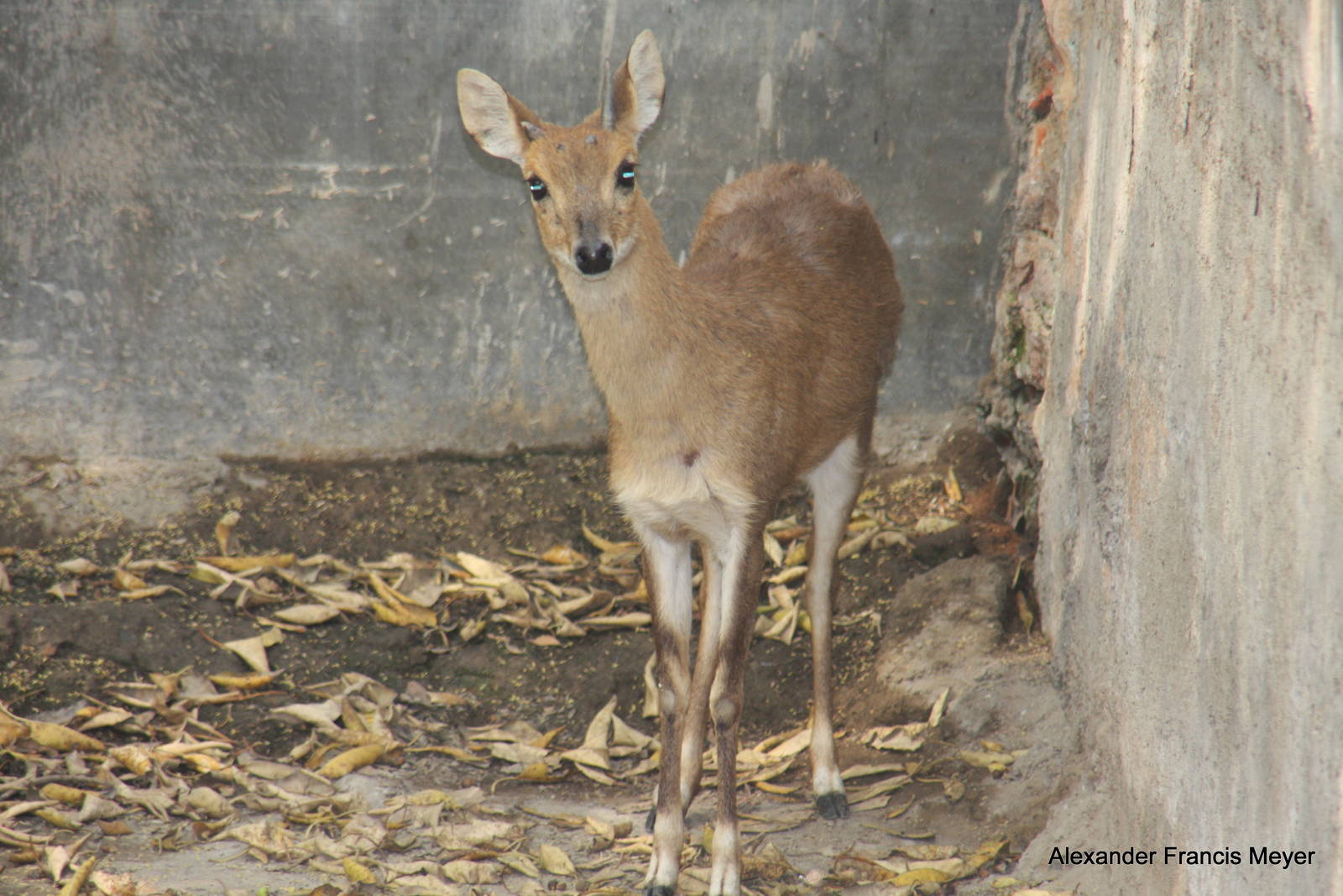 New Delhi Zoo '08- Four-horned Antelope or Chousingha (Tetracerus quadricor